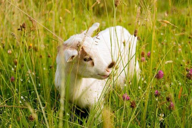 Photo white goatling on grassy field