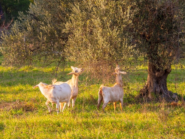 White goats graze in a meadow in an olive garden on the Greek island of Evia in Greece