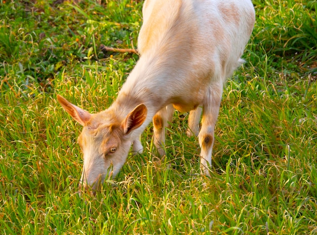 White goats graze in a meadow in an olive garden on the Greek island of Evia in Greece