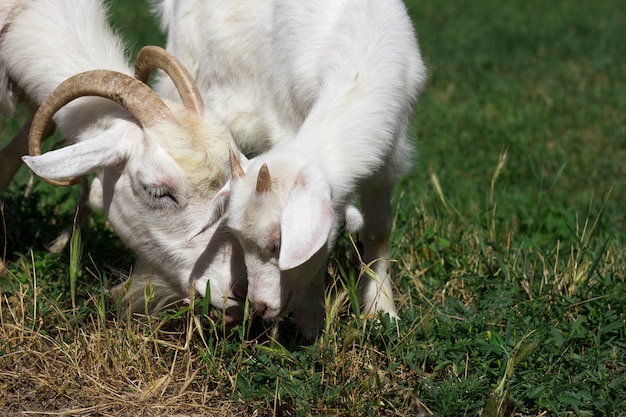 white goats grazes in a green meadow and eats grass.