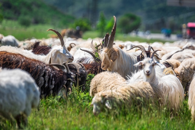 White goats grazing on a field