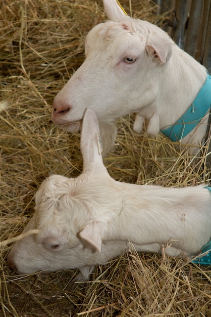 white goats on a haystack eating straw