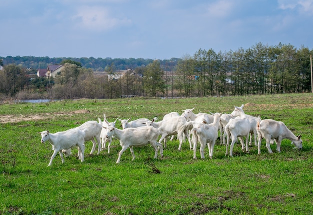 White goats in a meadow of a goat farm. White goats