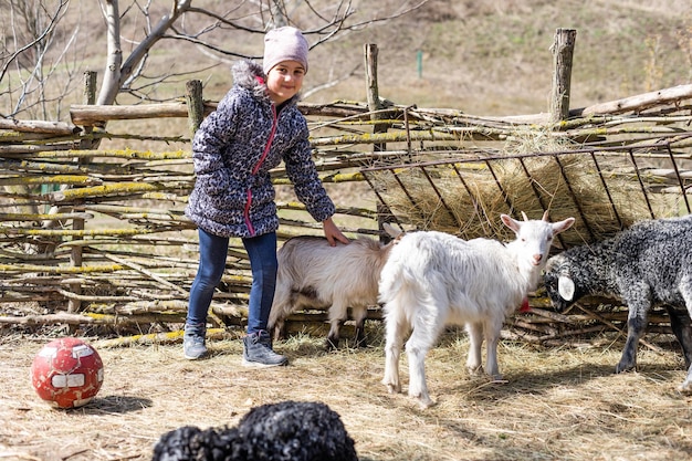 White goats and sheep on a farm.