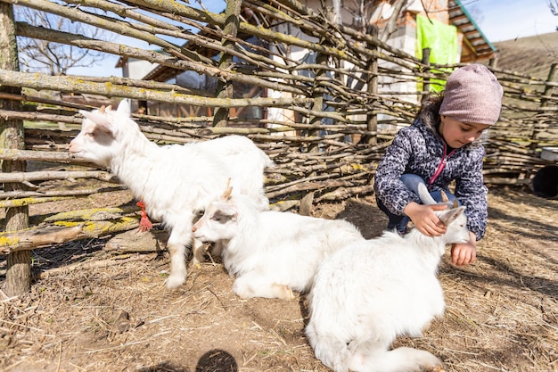 White goats and sheep on a farm.