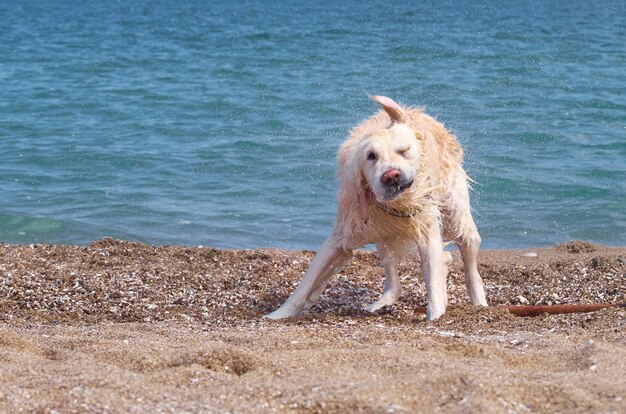 White golden labrador retriever dog on the beach