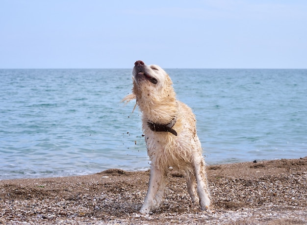 ビーチで白いゴールデンレトリバー犬