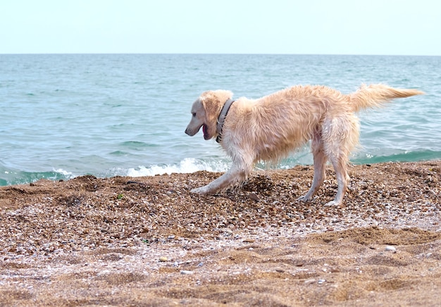 ビーチで白いゴールデンレトリバー犬