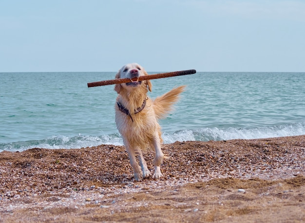 Foto white golden labrador retriever cane sulla spiaggia