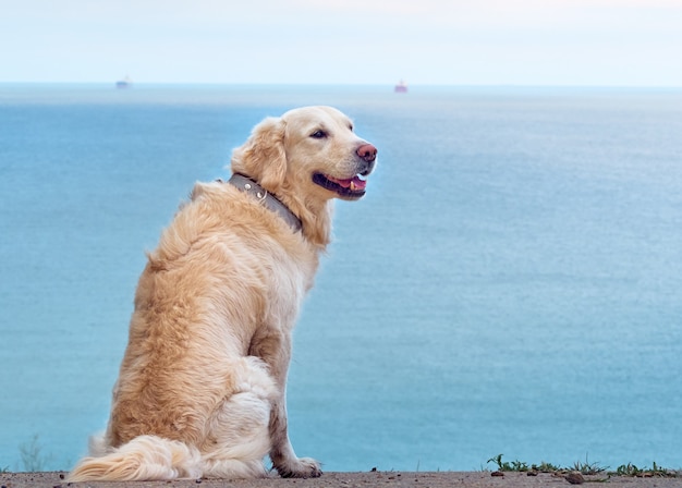 White golden labrador retriever dog on the beach