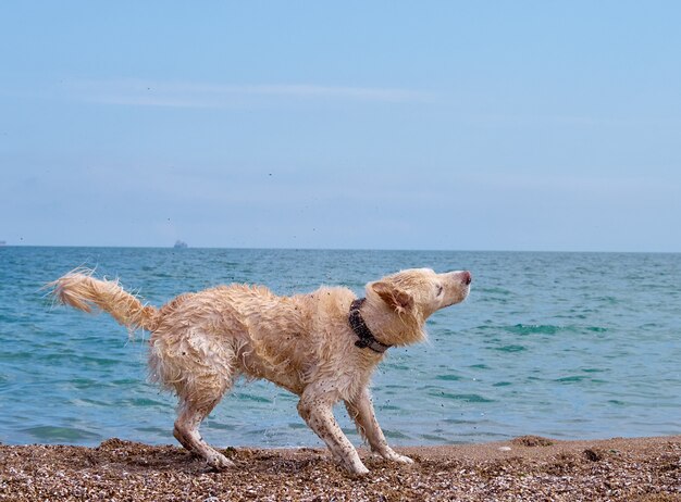 ビーチで白いゴールデンレトリバー犬