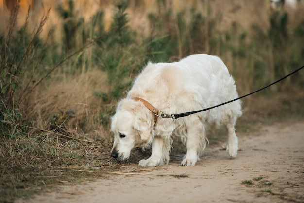 森の中の白いゴールデンレトリバー犬