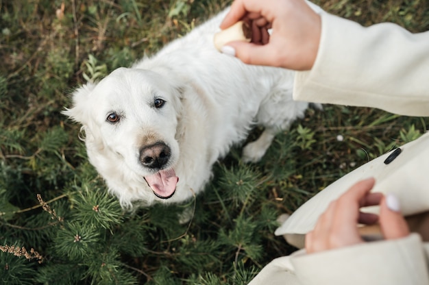 Белая собака золотистого ретривера смотрит на угощение для собак