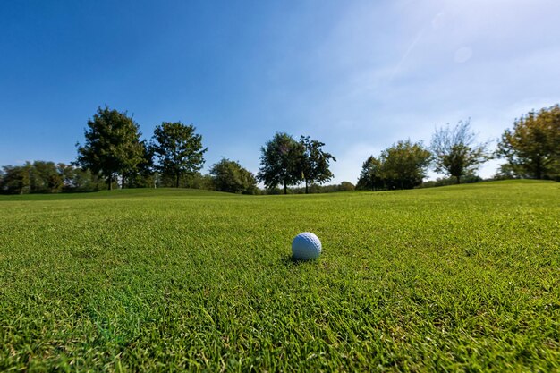 White golf ball on green lawn with grass near trees in summer