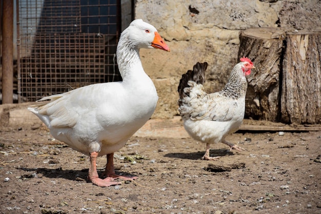 White goose and chicken close-up in the backyard