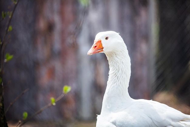 White goose closeup face portrait