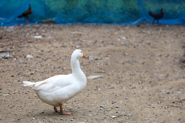 white goose in farm