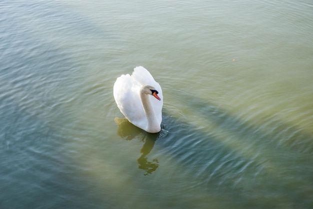 White goose in the pond and looking towards people focus selective