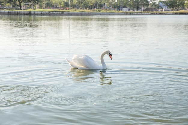 White goose in the pond and looking towards people focus selective