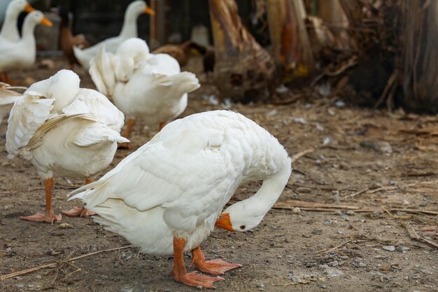 The white goose rest in summer at farm thailand