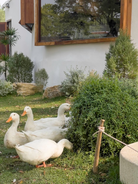 White goose standing on the green grass on the farm