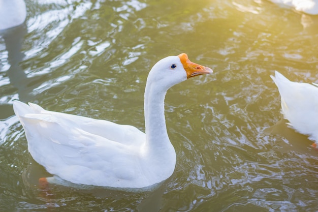 White goose swimming on the lake