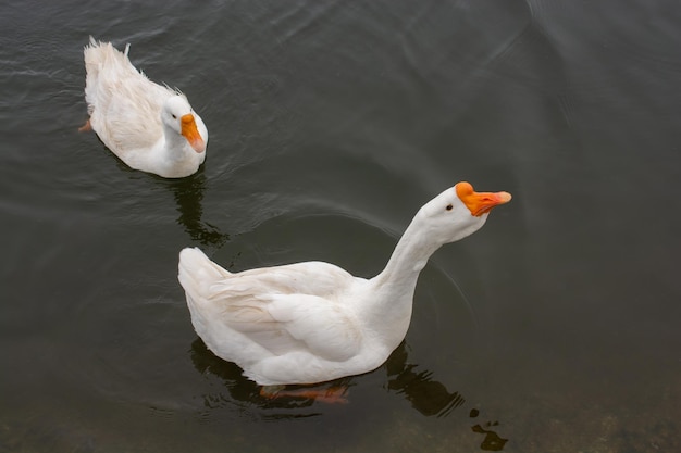 White Goose swimming in pond