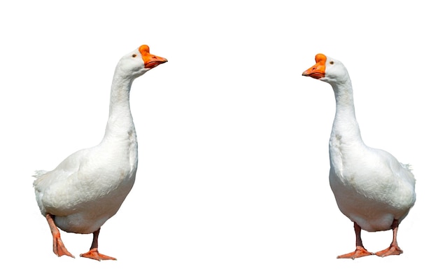 White goose on a white background close-up..