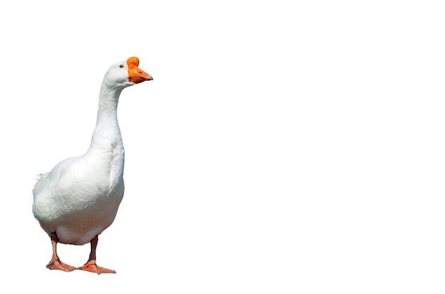 White goose on a white background close-up..
