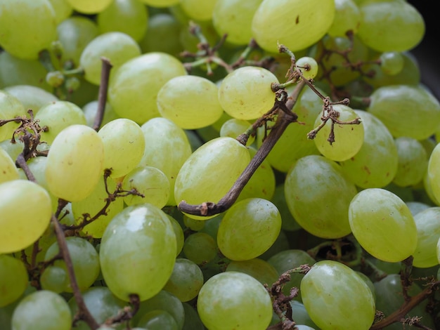 White grape fruit food