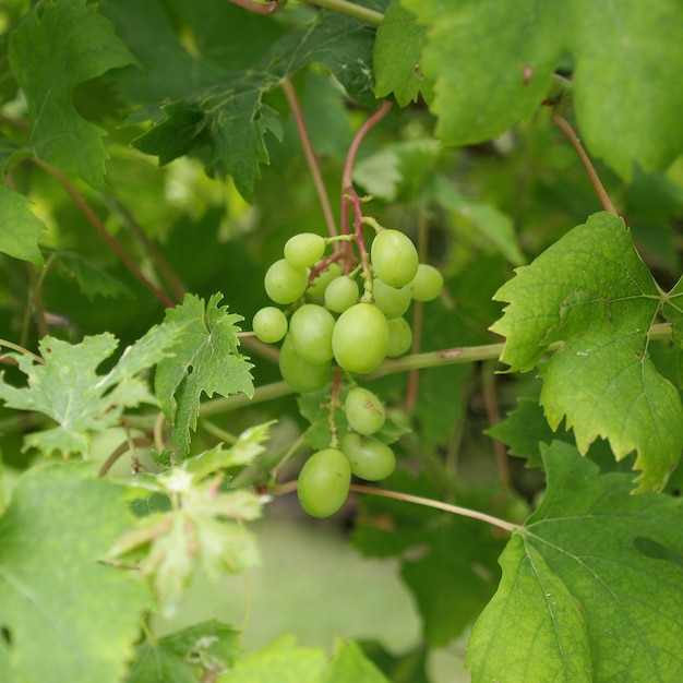 White Grape fruit