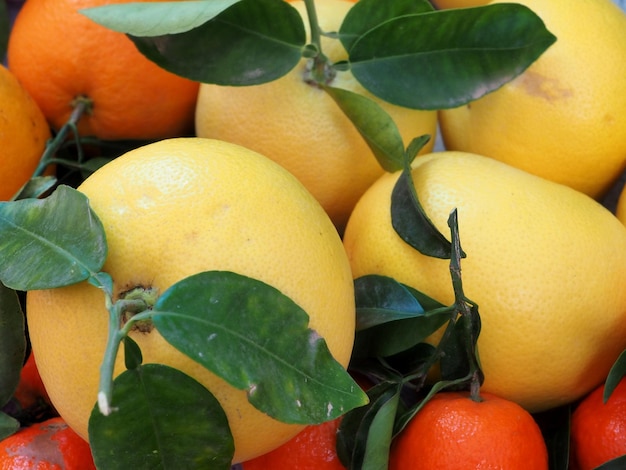 White grapefruits with green leaves and tangerines Closeup