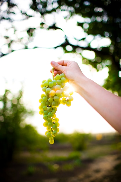 White grapes on a branch in the sun.