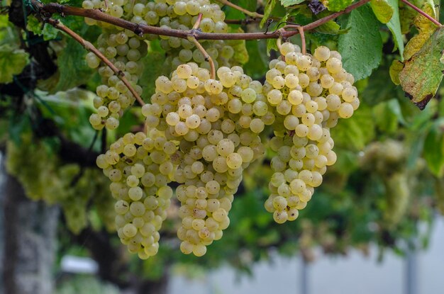 White grapes hanging on a bush in a rainy beautiful dayxA