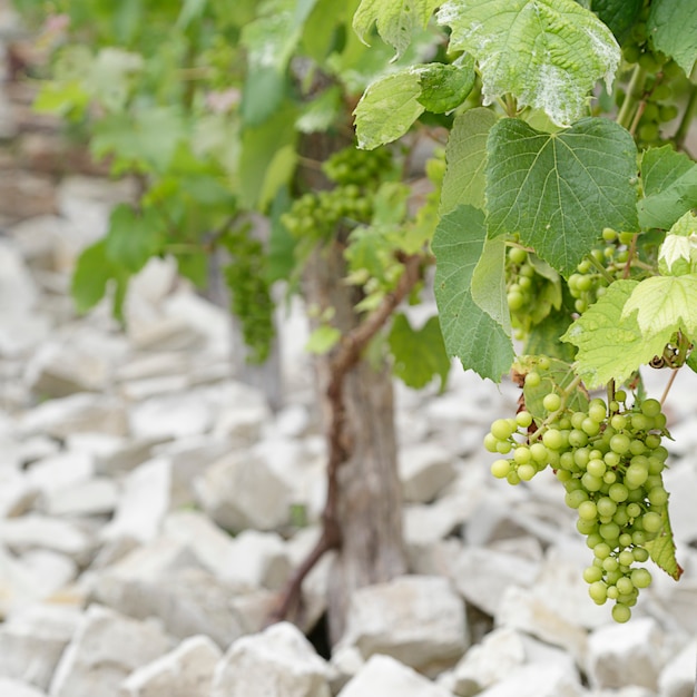 White grapes hanging from green vine