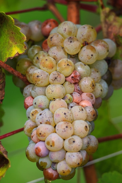 Foto uva bianca in una vigna colori autunnali