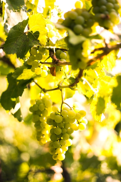 The white grapes at vineyard