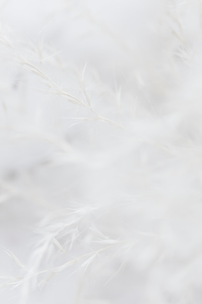 Фото Белая трава цветок на фоне мягкого фокуса