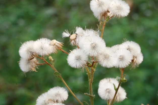 Photo white grass flower