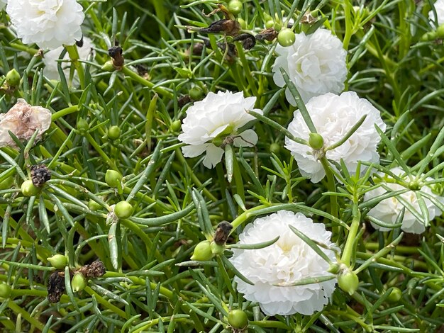 Photo white grass flowers blooming on a green background