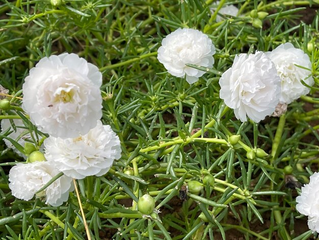 Photo white grass flowers blooming on a green background