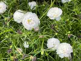 Photo white grass flowers blooming on a green background