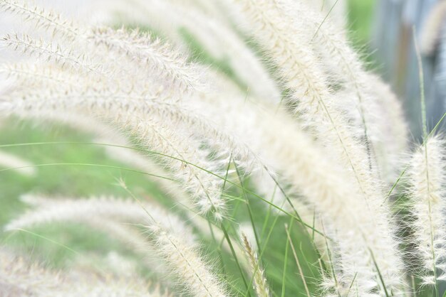 写真 風に吹かれて自然に ⁇ く白い草の花