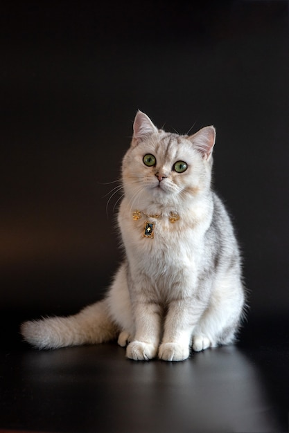 White gray british cat wears gold chain on black wall