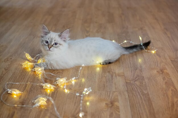 A white-gray cat lying on floor with Christmas lights around. Fluffy kitten playing with lights.