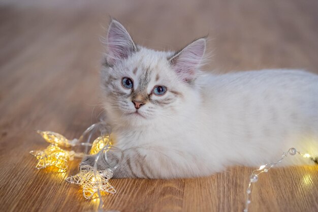 A white-gray cat lying on floor with Christmas lights around. Fluffy kitten playing with lights.