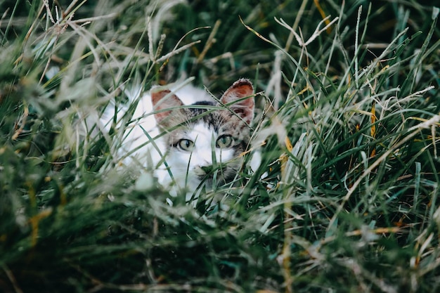 Foto gatto bianco e grigio sdraiato sull'erba verde foto del campo