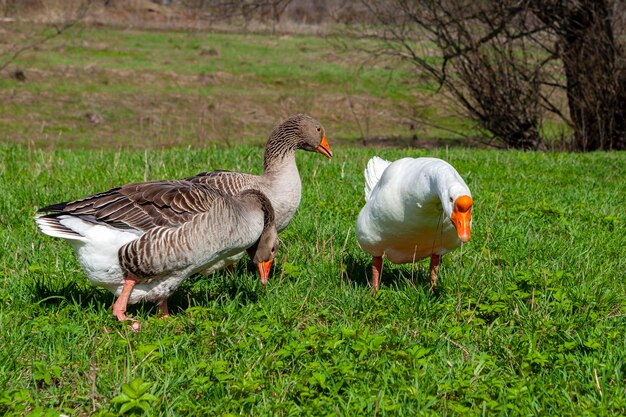 White and gray geese walk in the village by the river