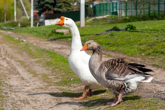 White and gray geese walk in the village by the river