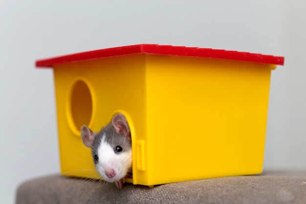 white and gray hamster with shiny eyes in bright yellow cage